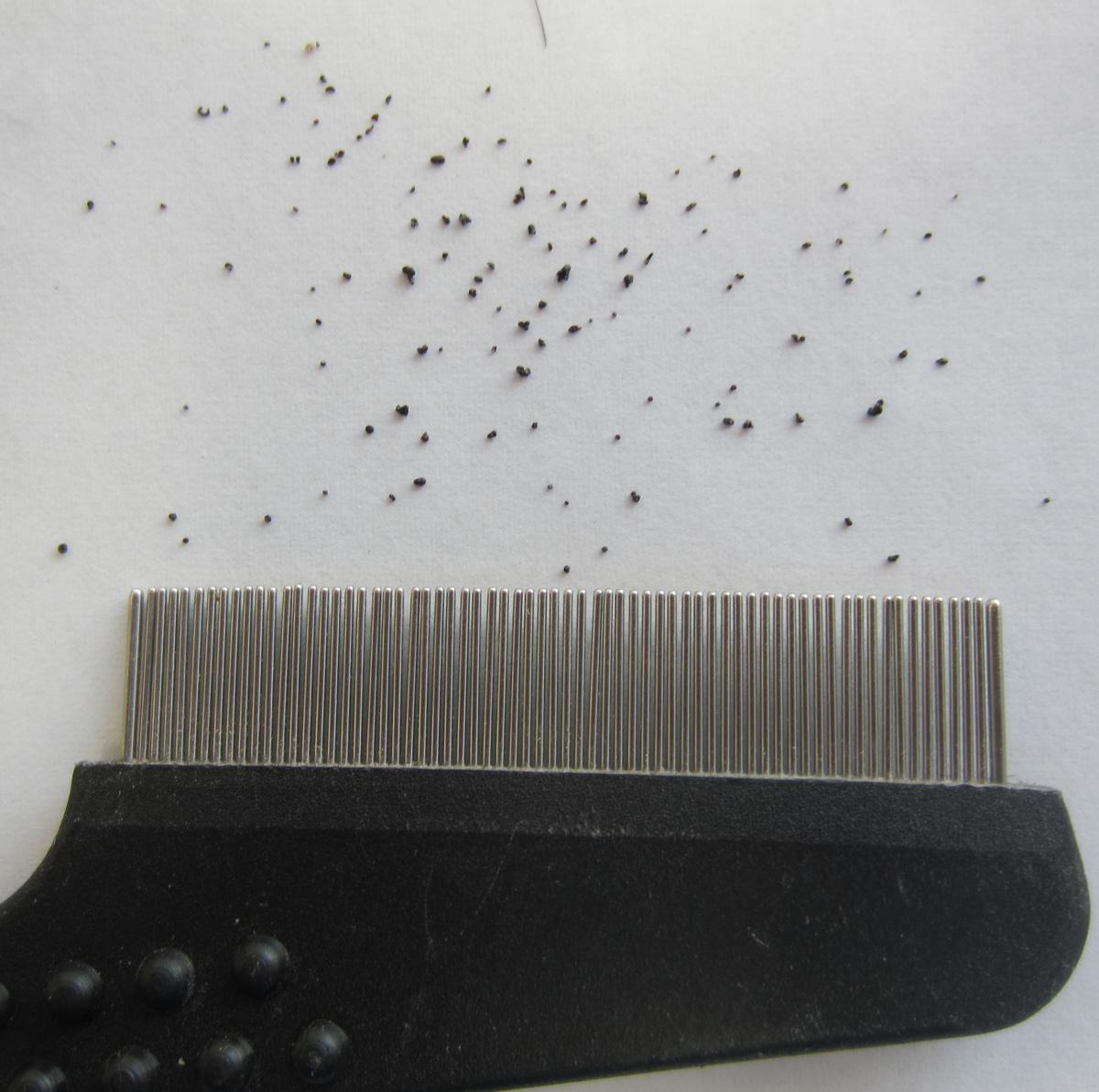 puces retiré du poils d'un chien avec peigne à poux