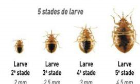 cycles punaises de lit